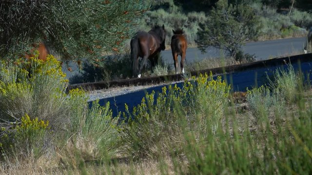 Group of wild mustangs running through rural Nevada neighborhood.