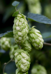 Wild hops, thickets. Hops in the wild flies tall trees