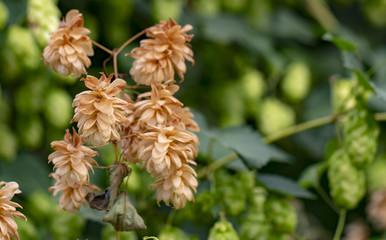 Wild hops, thickets. Hops in the wild flies tall trees