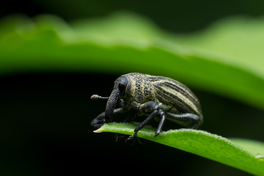 Boll Weevil, Black Weevil On Leaf Green Background