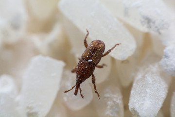 Rice weevil, or science names Sitophilus oryzae close up on white Rice destroyed.