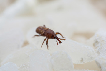 Rice weevil, or science names Sitophilus oryzae close up on white Rice destroyed.