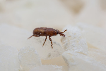 Rice weevil, or science names Sitophilus oryzae close up on white Rice destroyed.