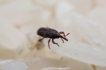 Rice weevil, or science names Sitophilus oryzae close up on white Rice destroyed.