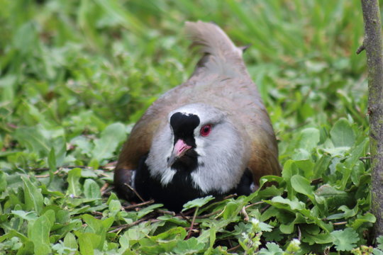 Treile Hembra 2