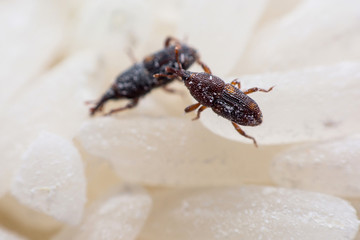 Rice weevil, or science names Sitophilus oryzae close up on white Rice destroyed.
