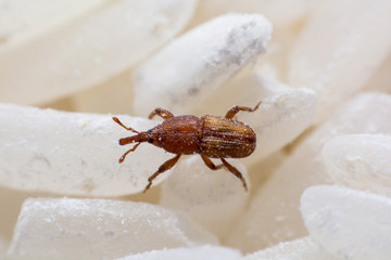 Rice weevil, or science names Sitophilus oryzae close up on white Rice destroyed.