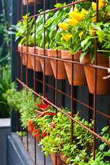 Vertical herb garden on wall in terracotta pots