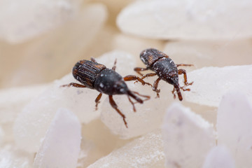 Rice weevil, or science names Sitophilus oryzae close up on white Rice destroyed.