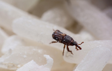 Rice weevil, or science names Sitophilus oryzae close up on white Rice destroyed.