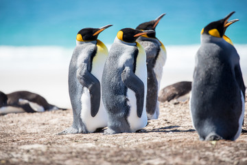 Fototapeta premium penguin in the arctic