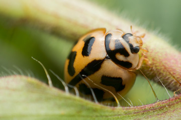 Close up orange ladybug on a green leaf