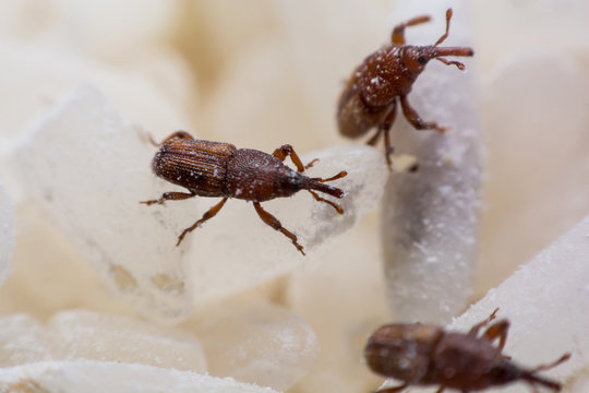 Rice weevil, or science names Sitophilus oryzae close up on white Rice destroyed.