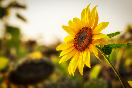 Fototapeta Beautiful large decorative sunflower with big Yellow and red petals