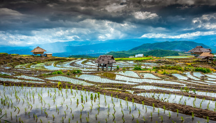 Beautiful Terraced Paddy Field in Mae-Jam Village , Chaing mai Province , Thailand. Pa Pong Piang rice field..