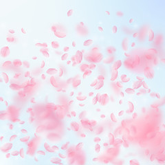 Sakura petals falling down. Romantic pink flowers 