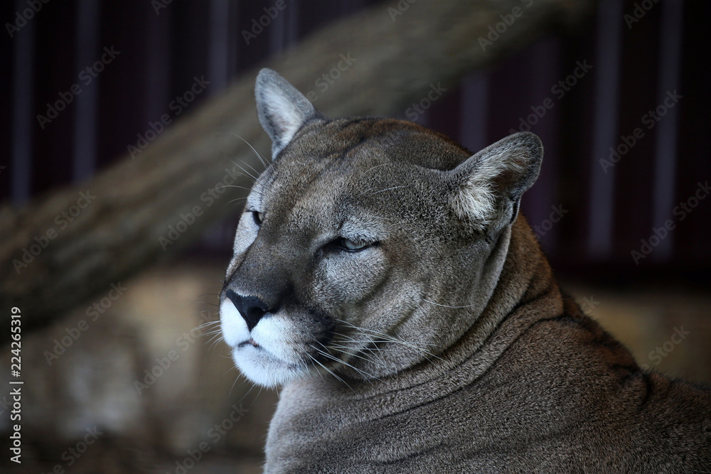 Wall mural Cougar (Puma concolor) puma, mountain lion, panther or catamount is native American beast of prey.