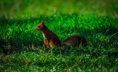 Écureuil en herbe  - 224265320