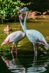 Twin flamingo - 224265388