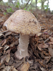 Amanita mushroom in the field growing between the leaves and branches of the soil.