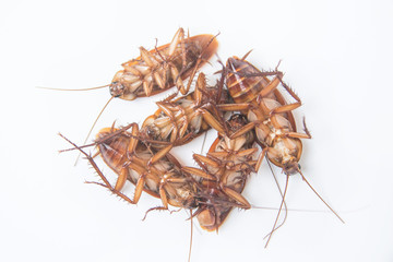 Group dead cockroaches isolated on white background