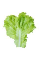 Salad leaf. Lettuce isolated on white background. with clipping path