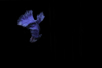 Capture the moving moment of red-blue siamese fighting fish isolated on black background.