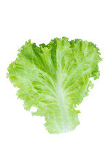 Salad leaf. Lettuce isolated on white background. with clipping path