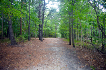 Dirt pathway in heavily wooded area after a rain shower