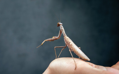 Insect hunter attacks. Mantis is a terrible monster of wildlife.