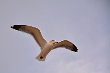 seagull in flight
