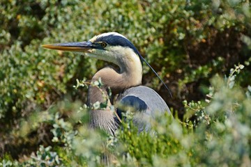 great blue heron hiding 