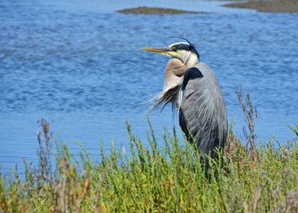 great blue heron resting