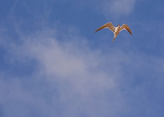 seagull flying in the sky