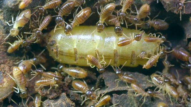 Queen termite in a chamber deep within the nest in slow motion. The queen is huge and bloated with eggs. Worker gather liquid containing pheromones exuded from the queens rear end.