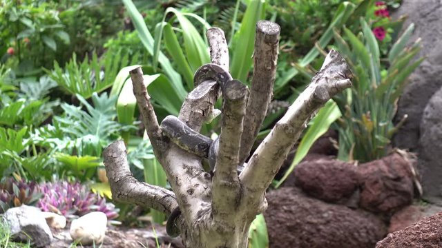 Python lying on the tree in 4k