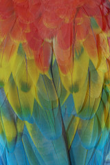 Closeup macaw feathers