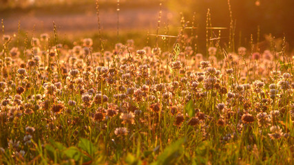 Clover field in morning sun light