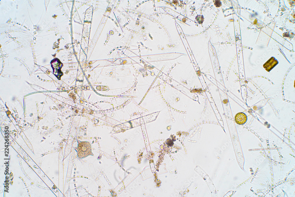 Wall mural Marine aquatic plankton under microscope view