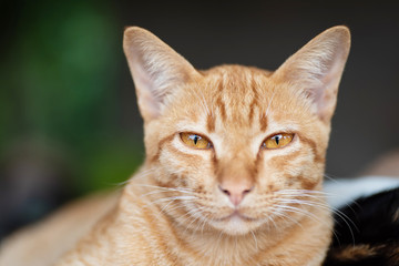 Close up of ginger cat face, cute pet at home