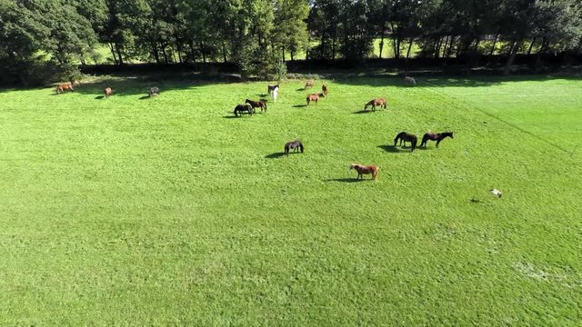 Aerial footage of a group of horses in meadow.