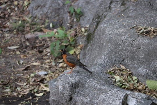 Tordillo naranja
