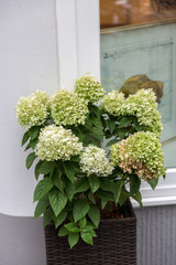 bouquet of flowers in a vase on wooden table