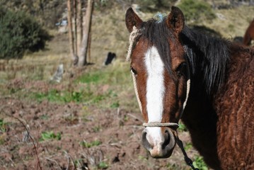 detail of horse face