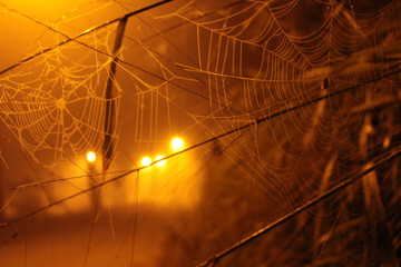 Cobweb