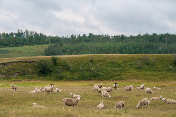 flock of sheep