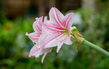 Pink Amaryllis (Hipperastrum) flower in garden.