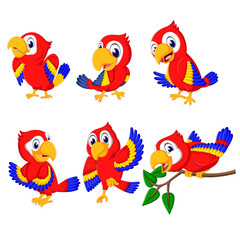the collection of beautiful red parrots with the different posing    © hermandesign2015
