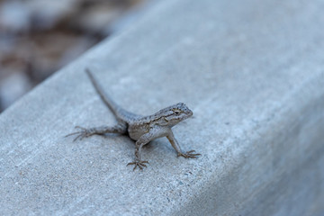 Close up of lizard sitting on a concrete ledge.