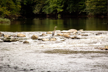 river in the forest